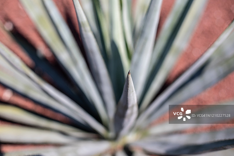 在墨西哥城生长的龙舌兰植物图片素材