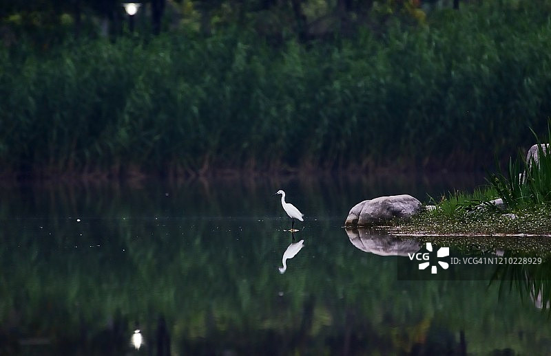 湿地公园里白鹭及其在湖面的倒影图片素材