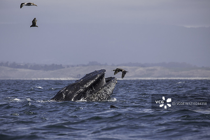 座头鲸突进式捕食图片素材