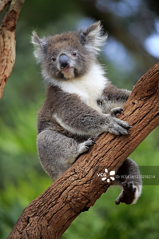澳大利亚南澳大利亚袋鼠岛上的考拉图片素材