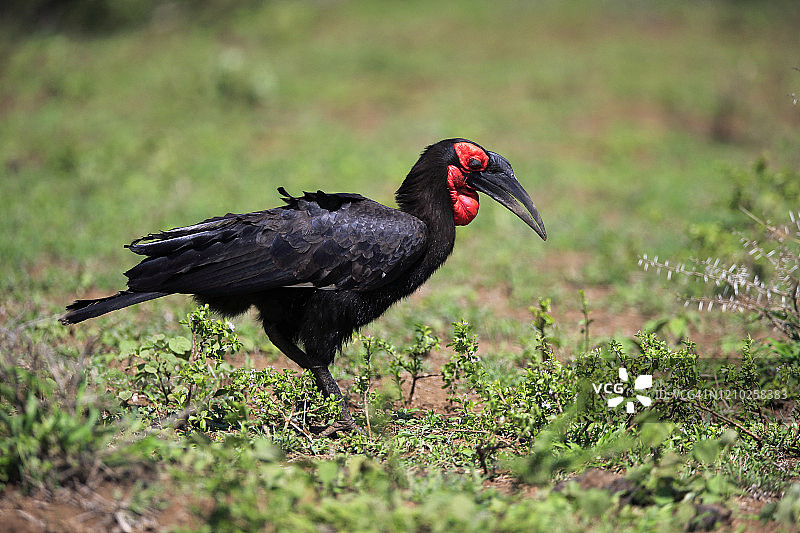 南方地犀鸟觅食，南非图片素材