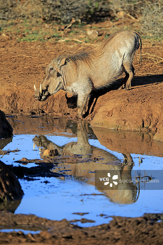 疣猪，在阿多大象国家公园饮水的老年雄性，南非东开普省，非洲图片素材