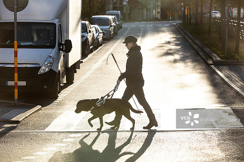 在城市道路上行走的盲人妇女和导盲犬图片素材