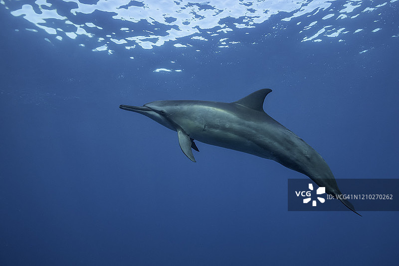 夏威夷飞旋海豚，或称格氏飞旋海豚，科纳海岸，大岛，夏威夷。图片素材