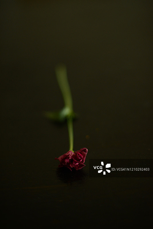 黑色背景上的红色干花图片素材