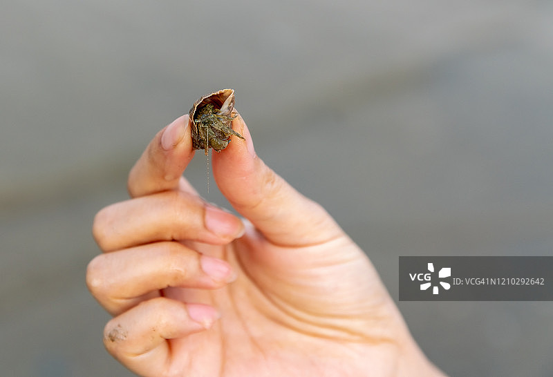 寄居蟹图片素材