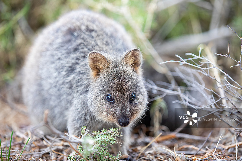 野生状态下的短尾矮袋鼠妈妈和宝宝图片素材