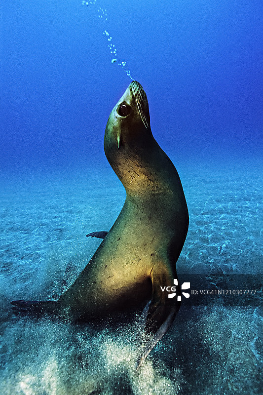 顽皮的海狮吹泡泡图片素材