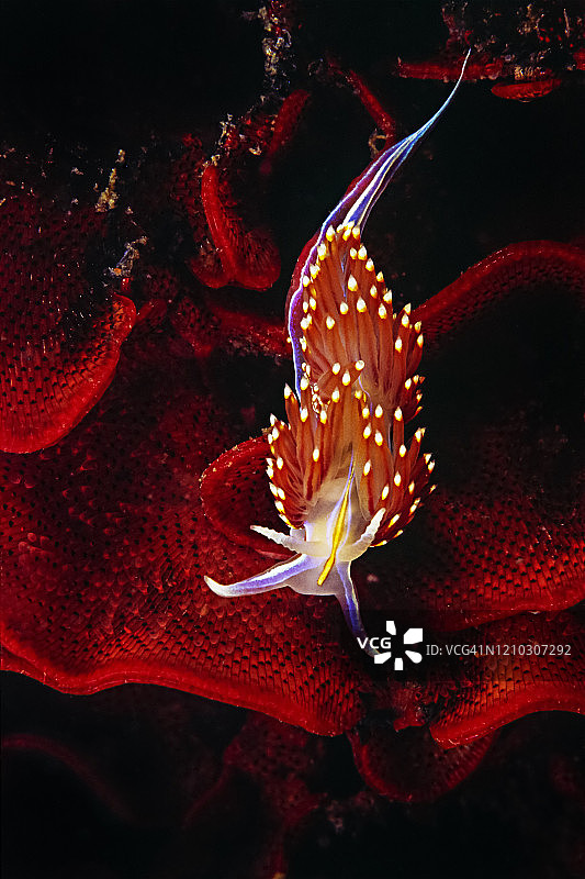 海鳃上的裸鳃海牛图片素材