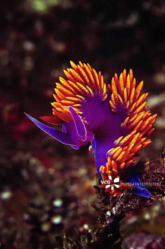 海峡群岛的西班牙披风海蛞蝓图片素材