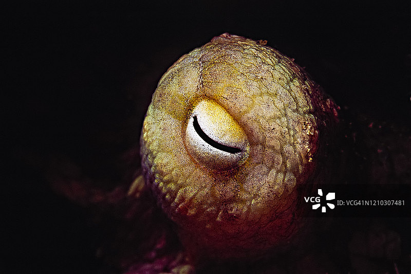 小章鱼的眼睛，加利福尼亚州海峡群岛州立公园图片素材