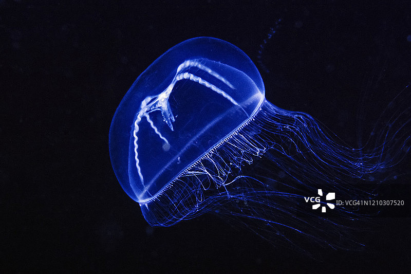 加利福尼亚海峡群岛的美丽水母图片素材