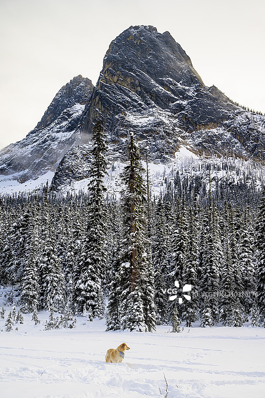雪树之上的山峰图片素材