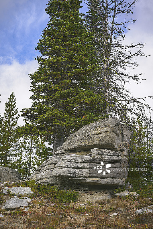 花岗岩石缝中生长的树木图片素材