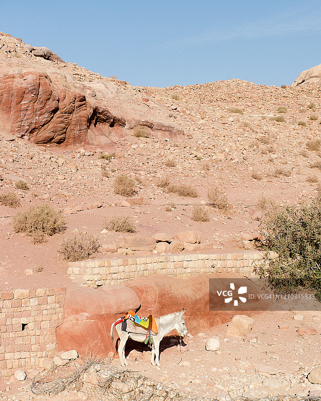 驴在午后的阳光下休息图片素材