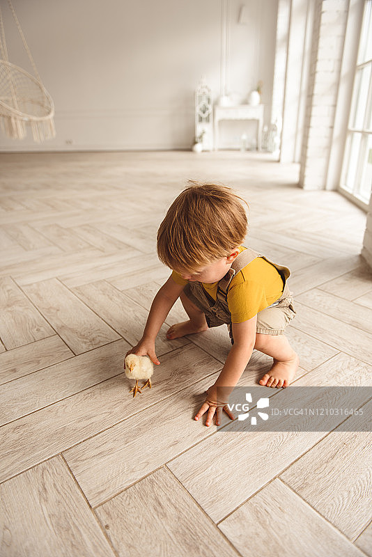 男孩在复活节与鸭子玩耍图片素材