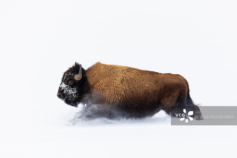 雪地奔牛图片素材