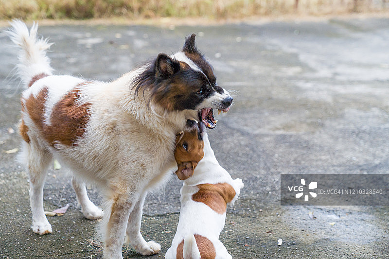 具有攻击性的斗犬图片素材