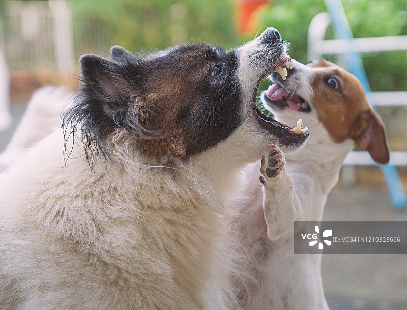 恶犬狂吠捍卫领地图片素材