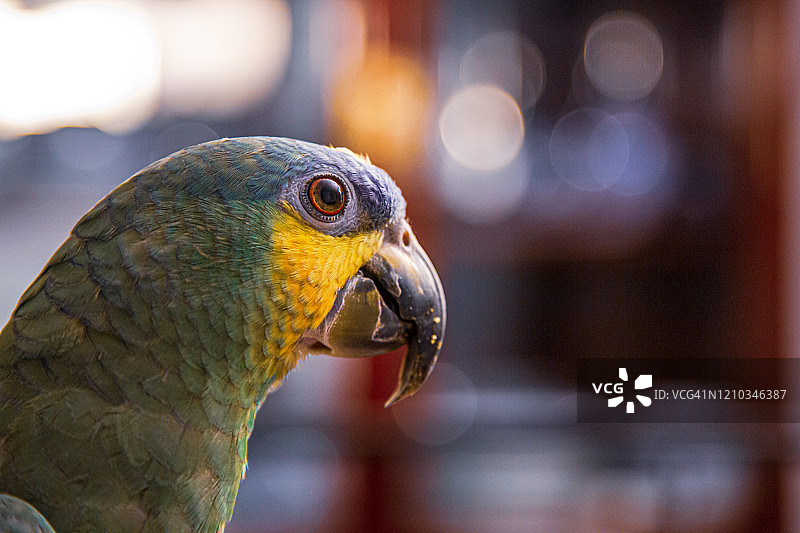 橙翅亚马逊鹦鹉肖像图片素材