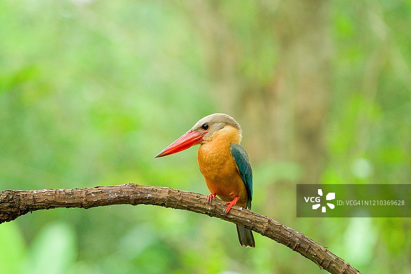 河岸上的翠鸟图片素材