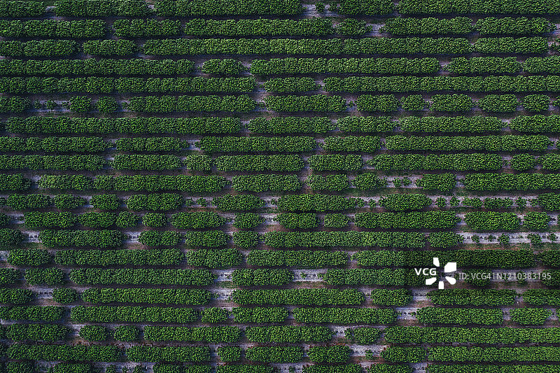 美国佛罗里达州的树篱鸟瞰图图片素材