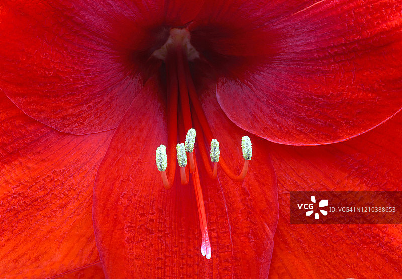 红色孤挺花中心特写，横向构图图片素材