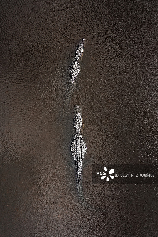 从上方俯视，两条美洲鳄漂浮在佛罗里达州沼泽中，美国图片素材