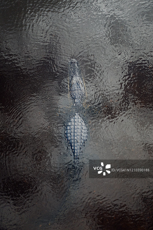 美国佛罗里达州：水中休息的短吻鳄鸟瞰照片图片素材