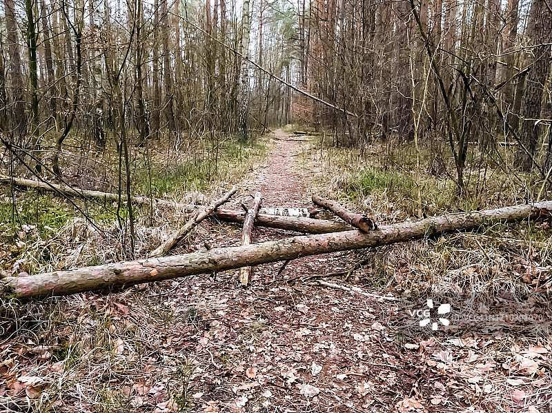 森林中人行道上的倒树图片素材