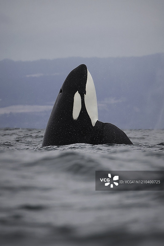 虎鲸侦察行为图片素材