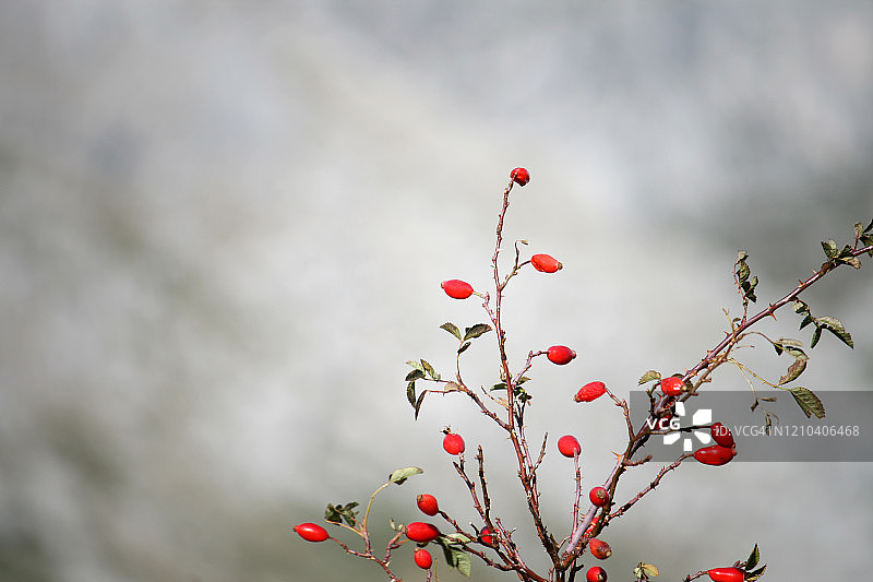 秋天的颜色图片素材