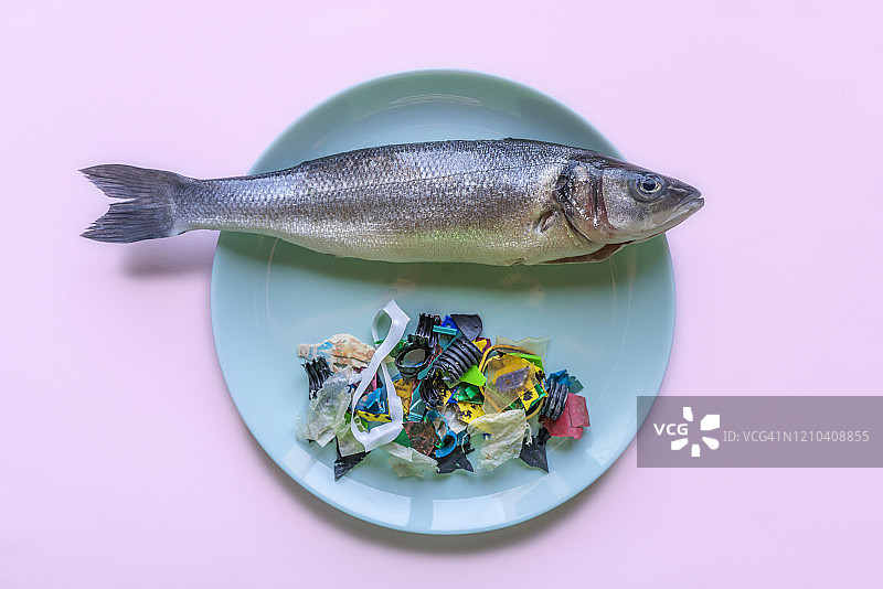 鲈鱼和塑料菜单图片素材