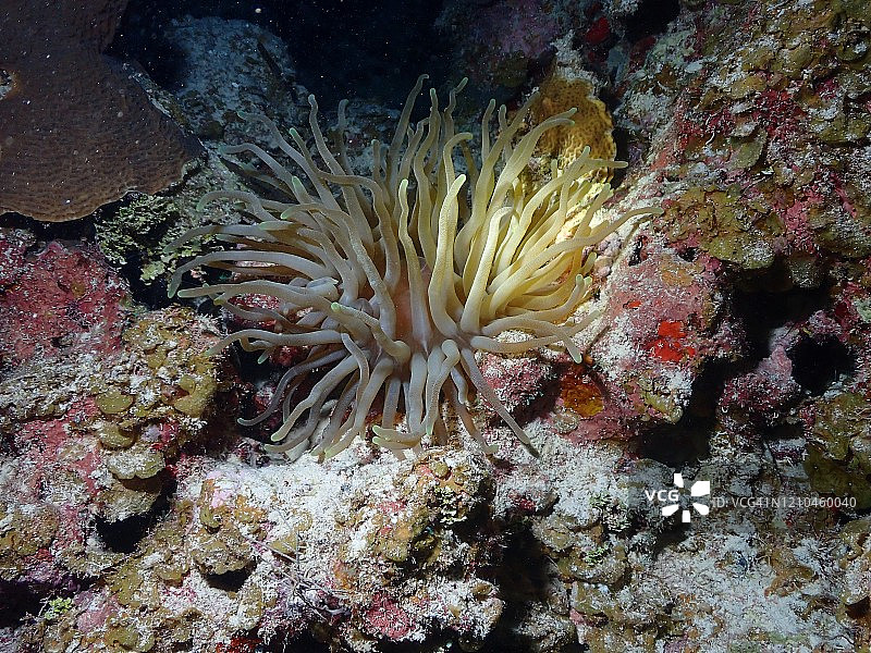 大开曼岛的银莲花和珊瑚礁夜景图片素材