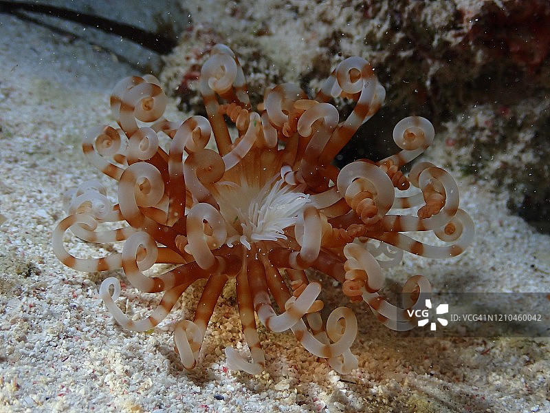 大开曼岛的银莲花和珊瑚礁夜景图片素材