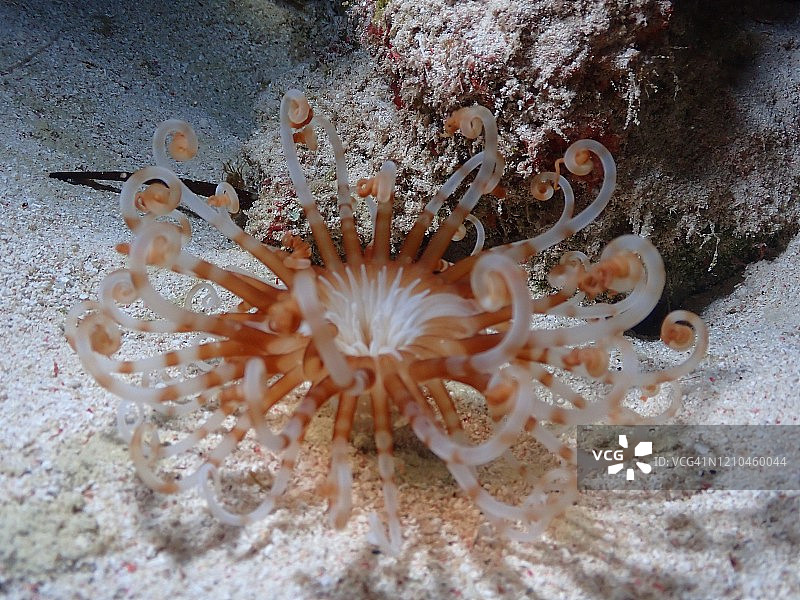 大开曼岛的银莲花和珊瑚礁夜景图片素材