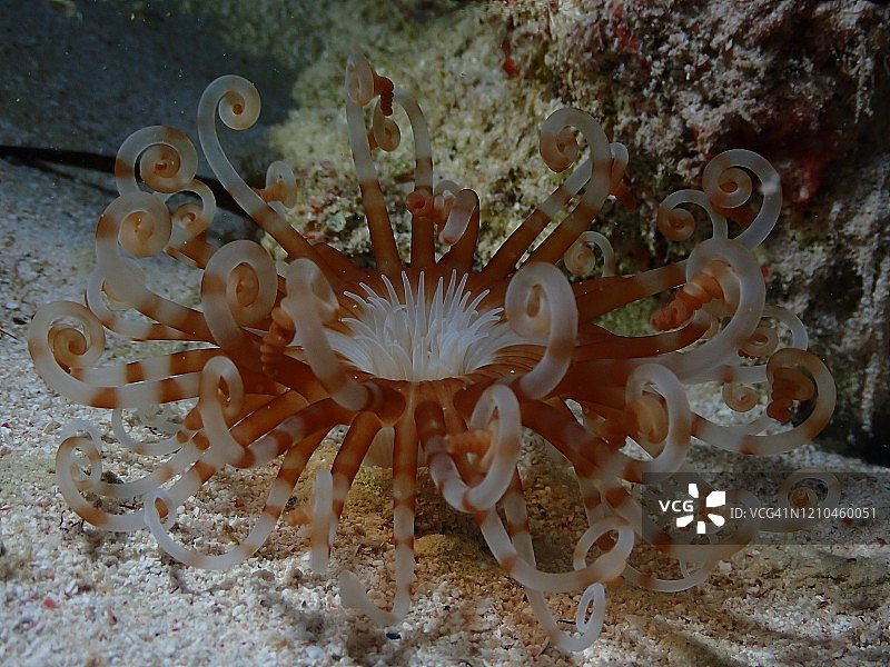 大开曼岛的银莲花和珊瑚礁夜景图片素材