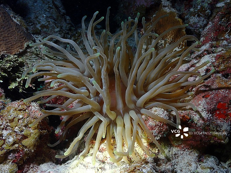 大开曼岛的银莲花和珊瑚礁夜景图片素材