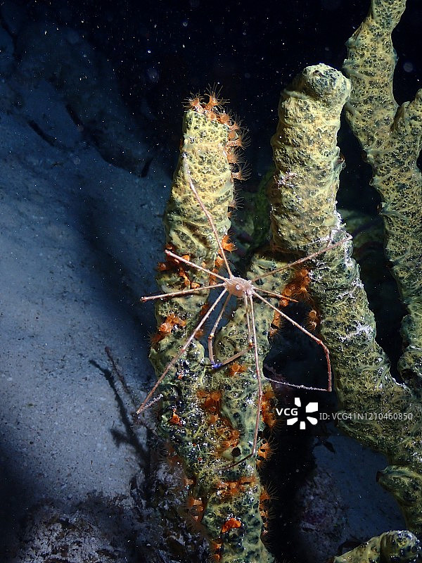 黄线箭蟹图片素材