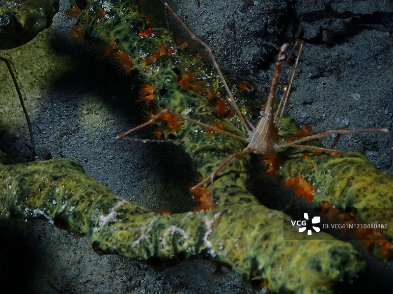 黄线箭蟹图片素材