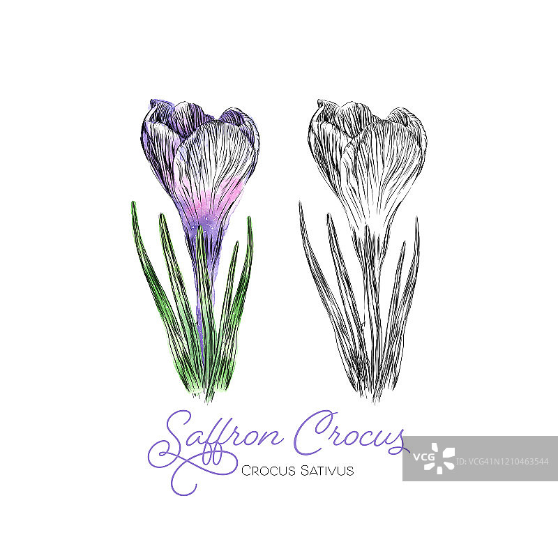 番红花水彩墨水矢量插画春季边框图片素材