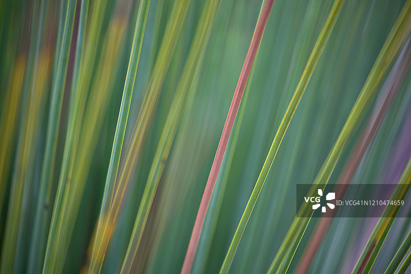 抽象的植物草茎背景图片素材