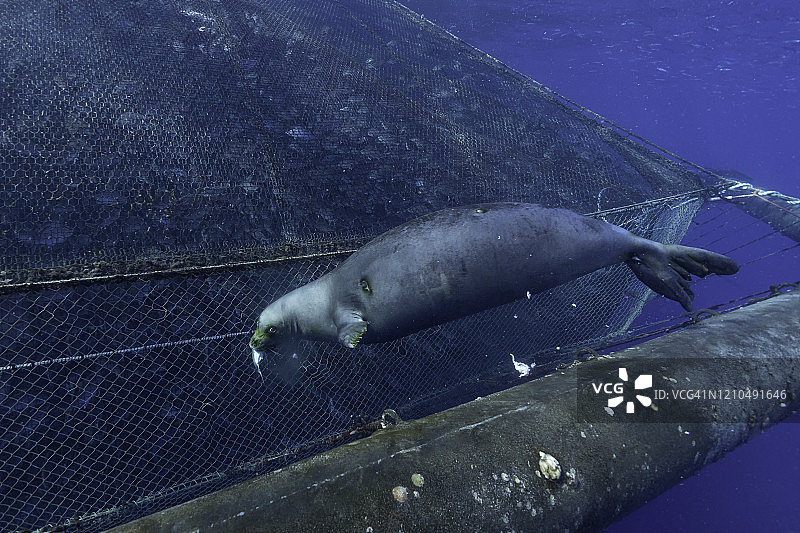 夏威夷僧海豹在夏威夷大岛附近的养鱼场通过渔网捕鱼图片素材