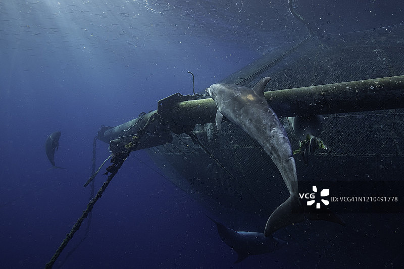 夏威夷大岛海岸，宽吻海豚和夏威夷僧海豹在鱼场觅食图片素材