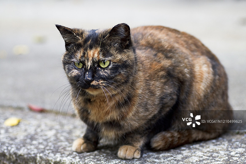 玳瑁猫图片素材