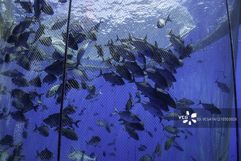 夏威夷大岛附近养鱼场的大量鱼群图片素材
