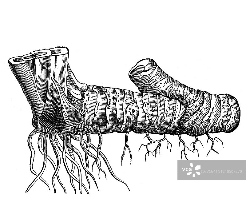 1894年出版的根茎植物学古版画插图图片素材