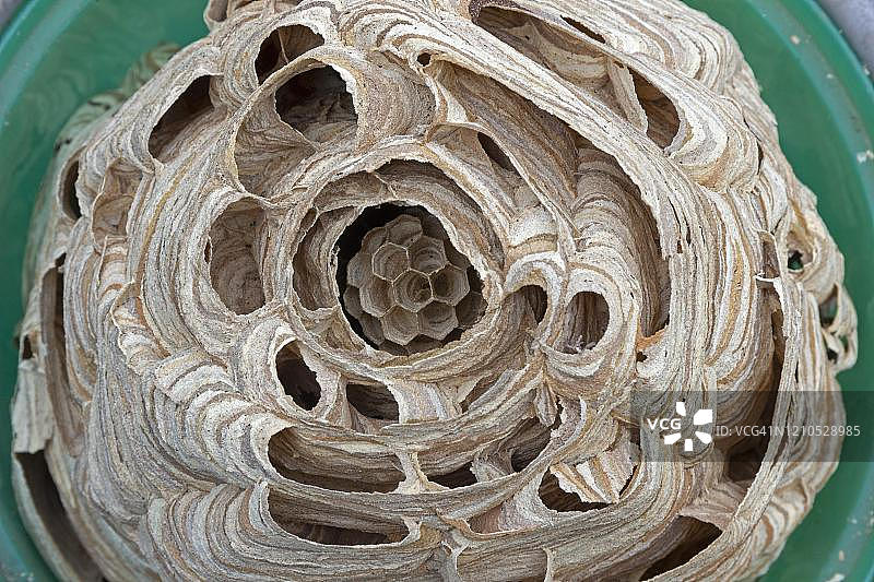 德国的大黄蜂巢图片素材