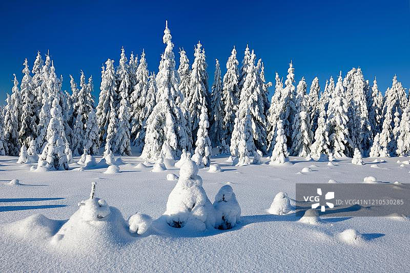 未受破坏的冬季雪景，云杉覆盖着雪，阳光明媚，蓝天，哈茨国家公园，萨克森-安哈尔特，德国图片素材
