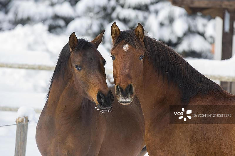 两匹阿拉伯种马的冬季动物写真，奥地利蒂罗尔图片素材